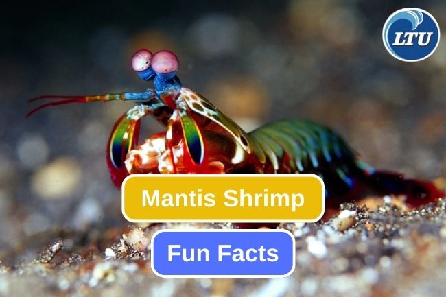 Get to know about 10 Fun Facts of Mantis Shrimp